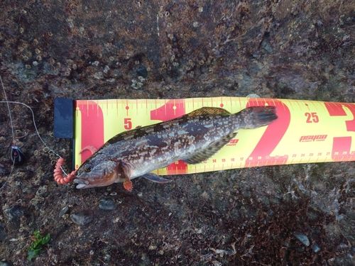 アイナメの釣果