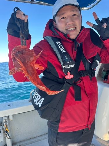 ウッカリカサゴの釣果