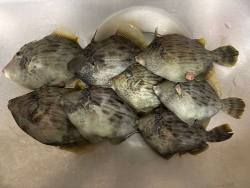 カワハギの釣果