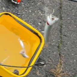 カタクチイワシ