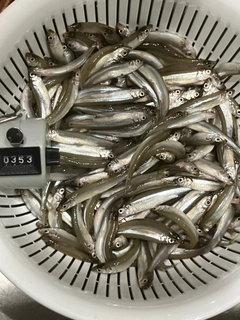 ワカサギの釣果