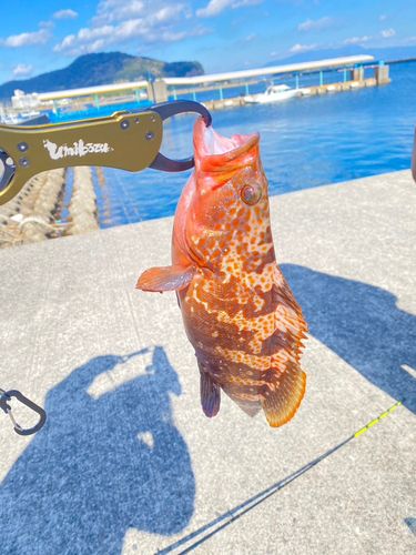 キジハタの釣果