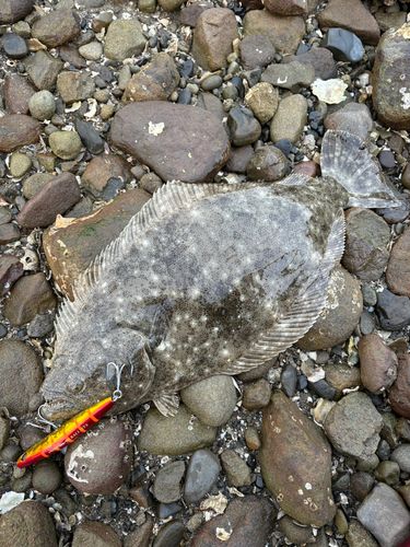 ヒラメの釣果