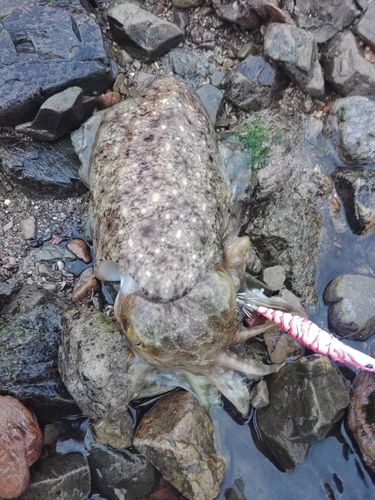 コブシメの釣果