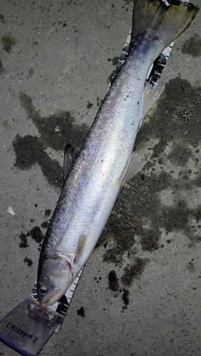 ウミアメの釣果
