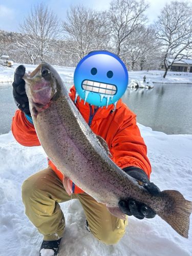 トラウトの釣果