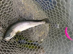サクラマスの釣果