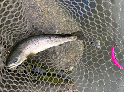 サクラマスの釣果