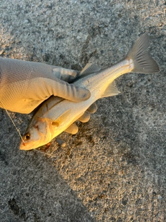 セイゴ（マルスズキ）の釣果