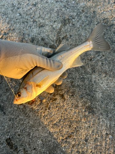 セイゴ（マルスズキ）の釣果