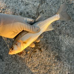 セイゴ（マルスズキ）