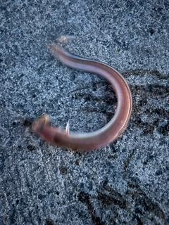 マアナゴの釣果