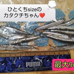 カタクチイワシ