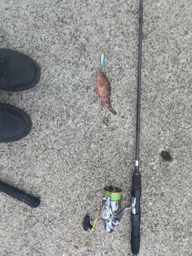 アラカブの釣果