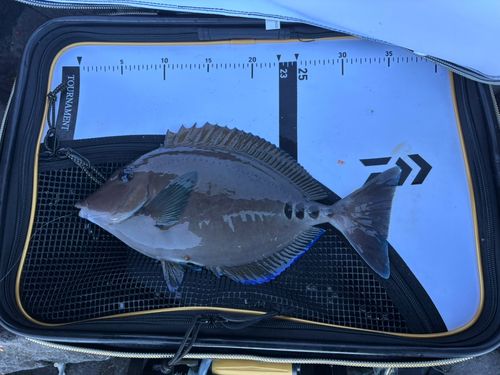 ニザダイの釣果