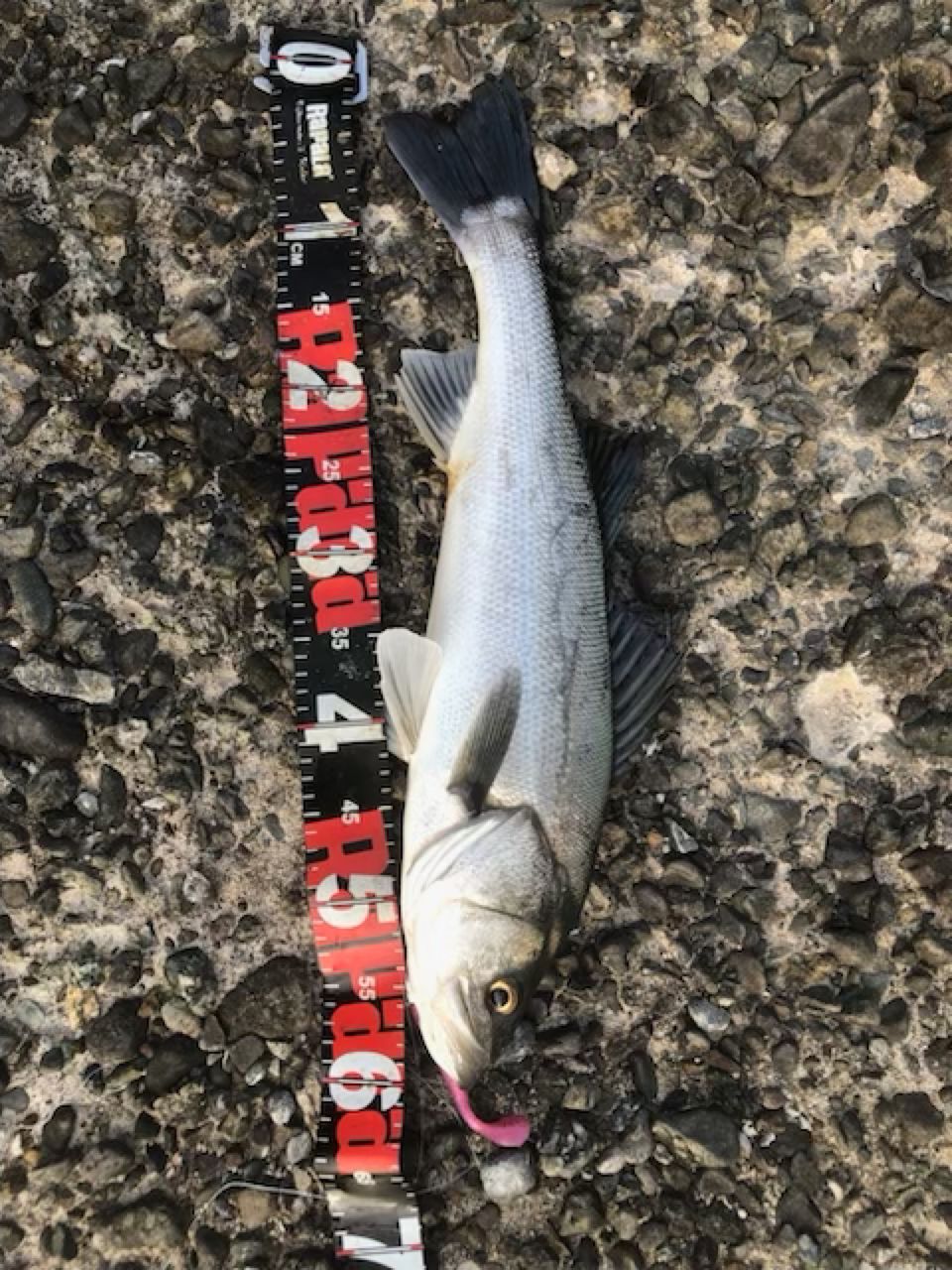 セイゴ（タイリクスズキ）