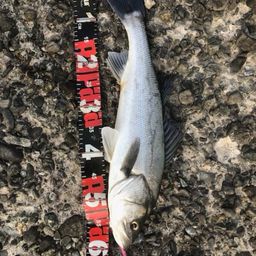 セイゴ（タイリクスズキ）