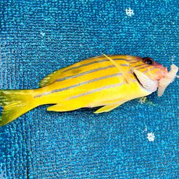 ロクセンフエダイ