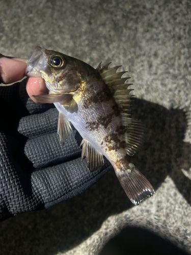 メバルの釣果