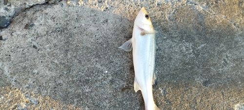 セイゴ（マルスズキ）の釣果