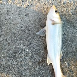 セイゴ（マルスズキ）