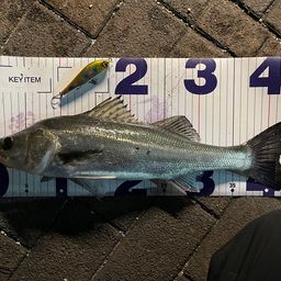 フッコ（マルスズキ）