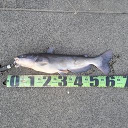 アメリカナマズ