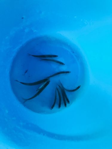 ワカサギの釣果