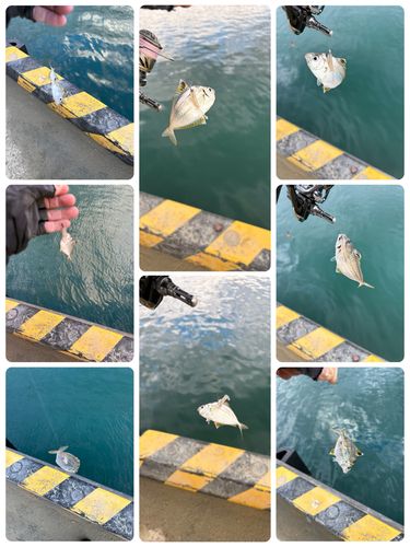 ヒイラギの釣果