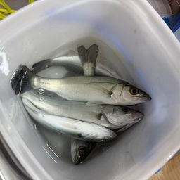 セイゴ（ヒラスズキ）