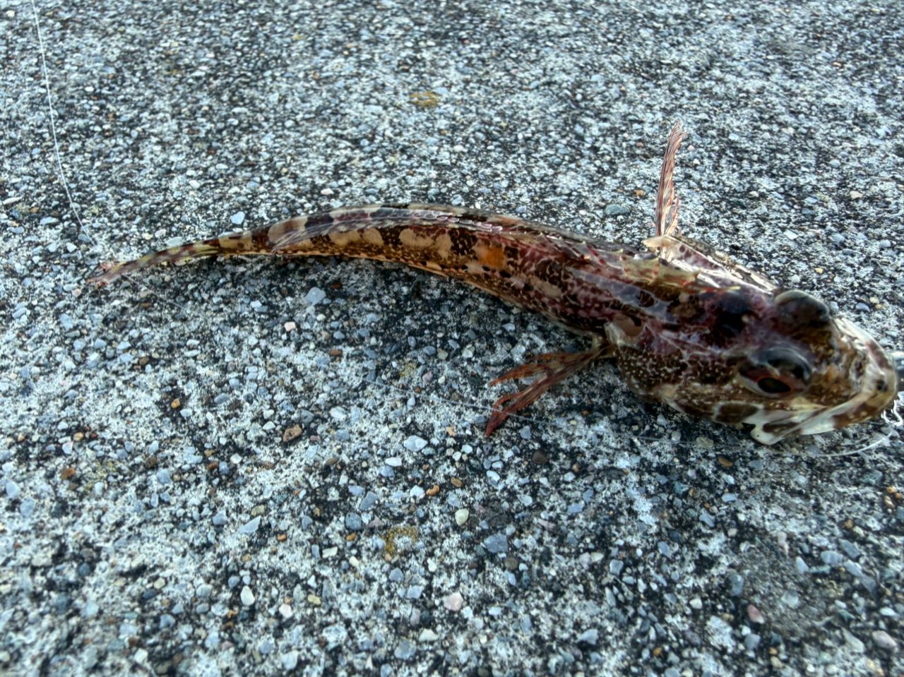 アサヒアナハゼ