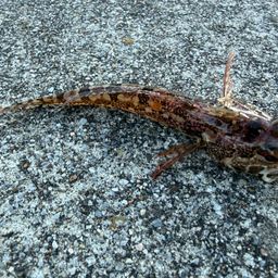 アサヒアナハゼ