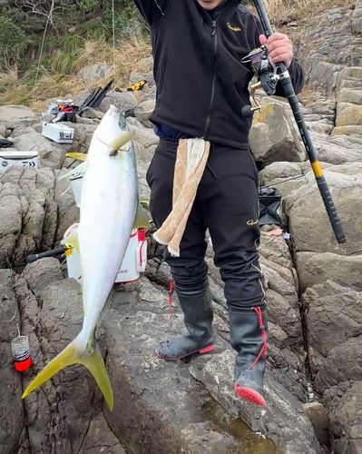 ヒラマサの釣果