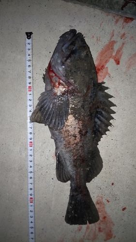 クロソイの釣果