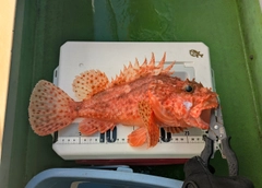 オニカサゴの釣果