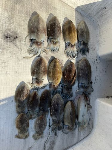 コウイカの釣果