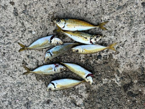 アジの釣果