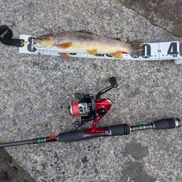 ブラウントラウト