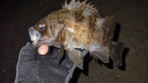 東京湾（アクアライン〜富津）