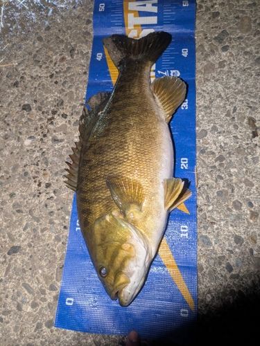 スモールマウスバスの釣果