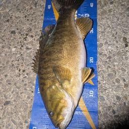 スモールマウスバス