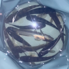 ハゼの釣果