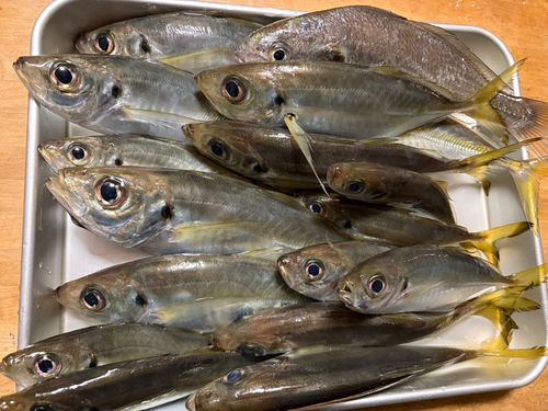 アジの釣果