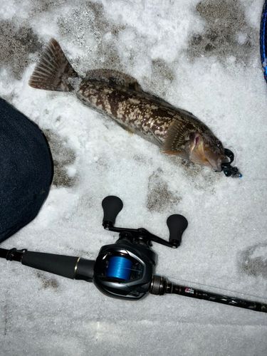 アイナメの釣果