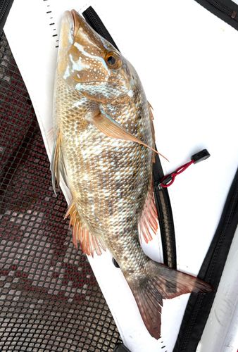 ハマフエフキダイの釣果