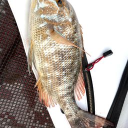 ハマフエフキダイ