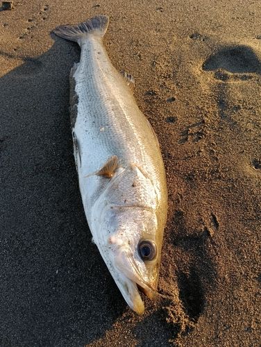 辻堂海浜公園前