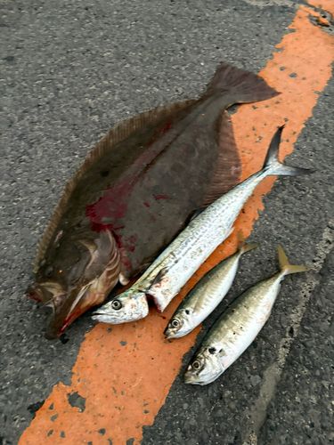 ヒラメの釣果