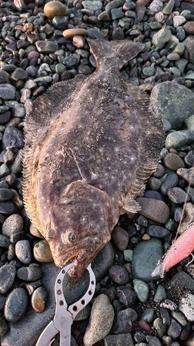 ヒラメの釣果