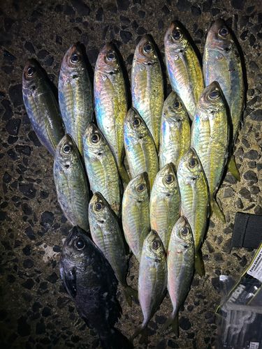 アジの釣果